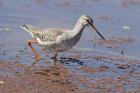 Bird, Redshank, Ranthambhor National Park, India