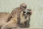 Hanuman Langoor and young, Ranthambhor National Park, India