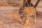 Royal Bengal Tiger, India
