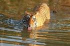 Royal Bengal Tiger in the water, Ranthambhor National Park, India