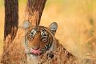 Close up of Royal Bengal Tiger, Ranthambhor National Park, India.