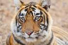 Royal Bengal Tiger Head, Ranthambhor National Park, India