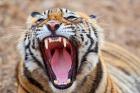 Royal Bengal Tiger mouth, Ranthambhor National Park, India