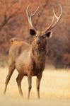 Sambar Stag in Dry Grassland, Ranthambhor National Park, India