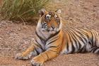 Portrait of Royal Bengal Tiger, Ranthambhor National Park, India