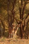 Spotted Deers watching Tiger, Ranthambhor NP, India