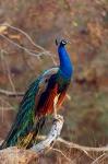 Indian Peacock, Ranthambhor National Park, India