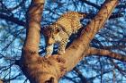 Leopard wildlife, Ranthambhor National Park, India