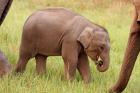 Indian Elephant calf,Corbett National Park, India