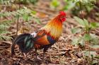 Red Jungle Fowl, Corbett National Park, India