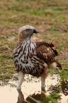 Changeable Hawk Eagle, Corbett National Park, India