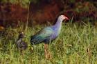 Purple Moorhen and young birds, Keoladeo NP, India