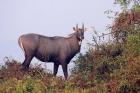 Bluebull Stag, Keoladeo National Park, India.