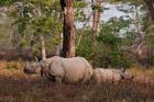 One-horned Rhinoceros and young, Kaziranga National Park, India