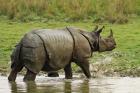 One-horned Rhinoceros, coming out of jungle pond, Kaziranga NP, India