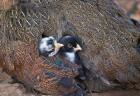 Mother hen guarding two little chicks, Orissa, India