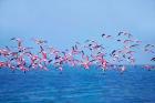 Lesser Flamingo tropical bird, Lake Chilka, Barkul, Orissa