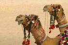 Decorated Camel in the Thar Desert, Jaisalmer, Rajasthan, India
