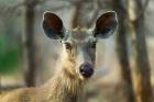 Sambar in Ranthambore National Park, Rajasthan, India