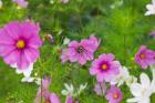 Meadow Flowers, Ladakh, India