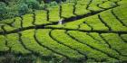 Tea Plantation, Kerala, India