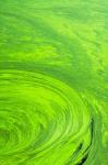 Algae on water, Indhar Lake, Udaipur, Rajasthan, India