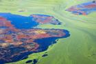 Algae on the water, Indhar Lake, Udaipur, Rajasthan, India