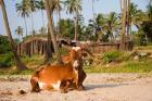Goa, India. A lazy cow resting on Vagator Beach