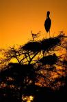 Silhouette of Painted Stork, Keoladeo National Park, Rajasthan, India