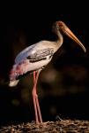 Painted Stork, Bharatpur, Keoladeo National Park, Rajasthan, India