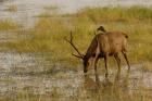 Sambar Deer, Ranthambhore NP, Rajasthan, India