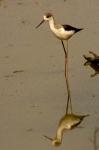 Black-winged stilt bird, Keoladeo Ghana Sanctuary, INDIA