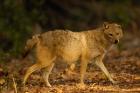 Golden Jackal wildlife, Bharatpur NP, Rajasthan. INDIA