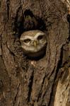 Spotted Owlet bird in a tree, Bharatpur NP, Rajasthan. INDIA