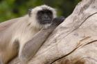 Hanuman Langur monkey, Mandore, Rajasthan. INDIA