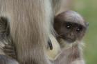 Hanuman Langurs baby monkey, Mandore, Rajasthan. INDIA