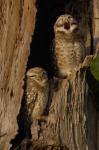 Pair of Spotted Owls, Bharatpur NP, Rajasthan. INDIA