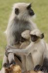 Hanuman Langurs monkeys, Jodhpur, Rajasthan