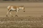 Asiatic Wild Ass, Donkey, Gujarat, INDIA