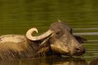 Water buffalo, Wildlife, Bharatpur village, INDIA
