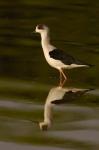 Black-winged stilt bird, INDIA