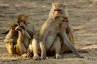 Group of Rhesus Macaques, Bharatpur NP, Rajasthan, INDIA
