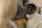 Hanuman Langur monkey feeding, Ranthambhore NP, Rajasthan INDIA