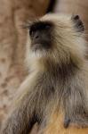 Hanuman Langur primate, Ranthambhore NP, Rajasthan INDIA