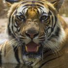 Male Bengal Tiger at Bandhavgarh Tiger Reserve, India