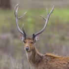 Southern Wwamp Deer at Kanha Tiger reserve, India