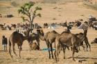 Camel Market, Pushkar Camel Fair, India