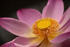 Lotus Bloom, Nyuh Kuning Village, Ubud, Bali, Indonesia