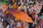 Coral trout swims among reef