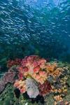 Indonesia, Triton Bay, Silversides fish